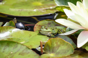 A frog sits on lily pads in a pond
